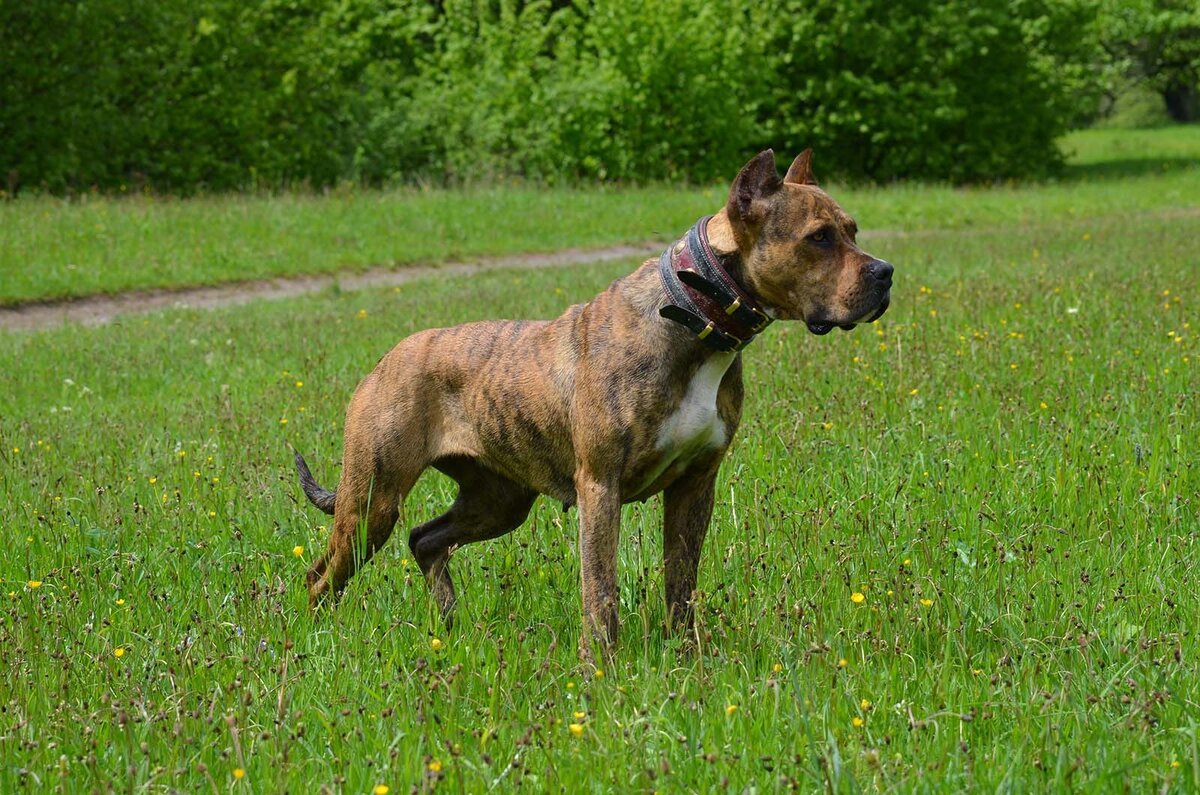 Алано эспаньол