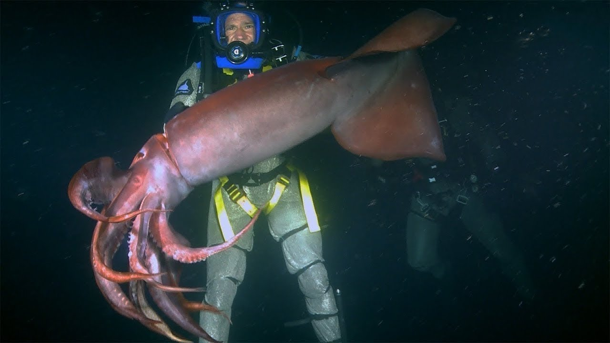 гигантский кальмар dosidicus gigas, гигантский кальмар архитеутис, кальмар перуано-чилийский гигантский