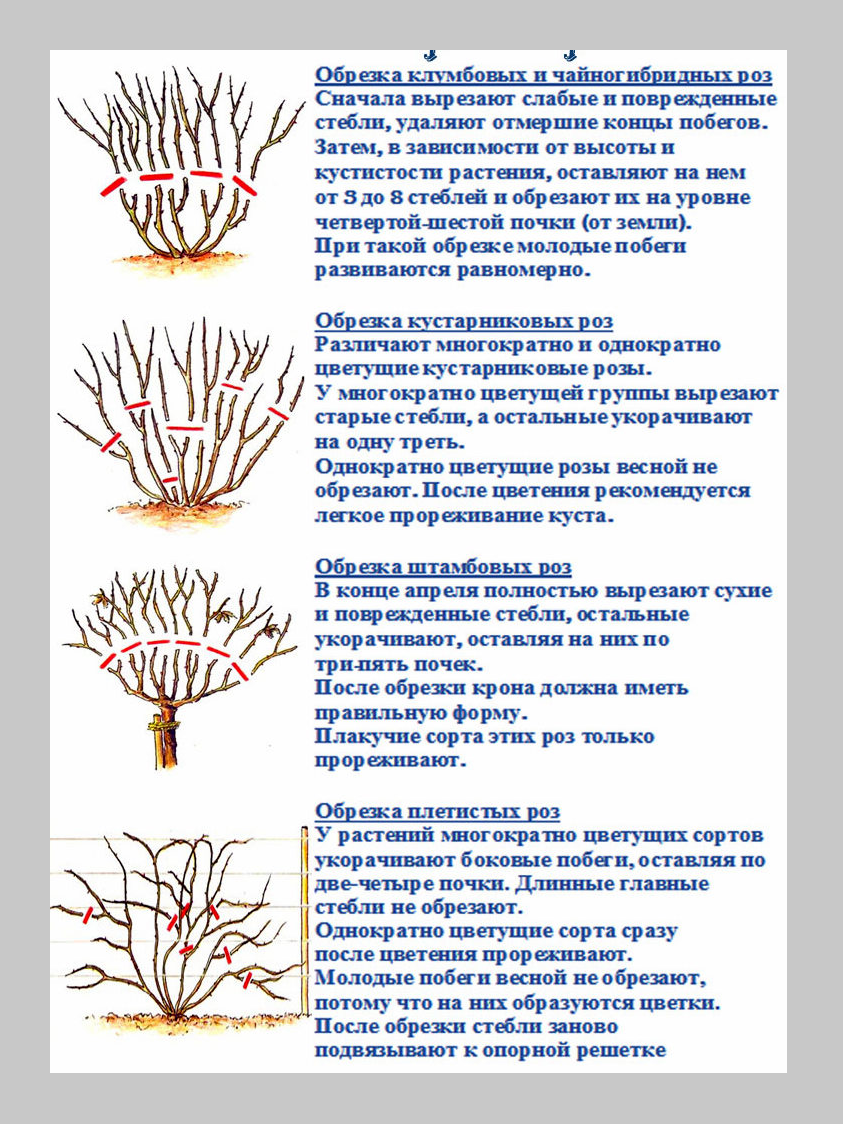 Летняя обрезка роз для повторного цветения схема