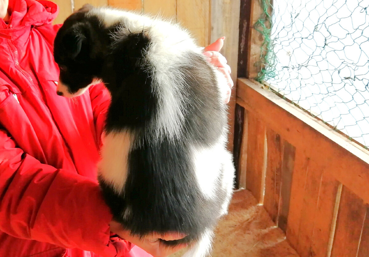 Показываем ее со всех сторон. Веста имеет необычный окрас - шахматной доски