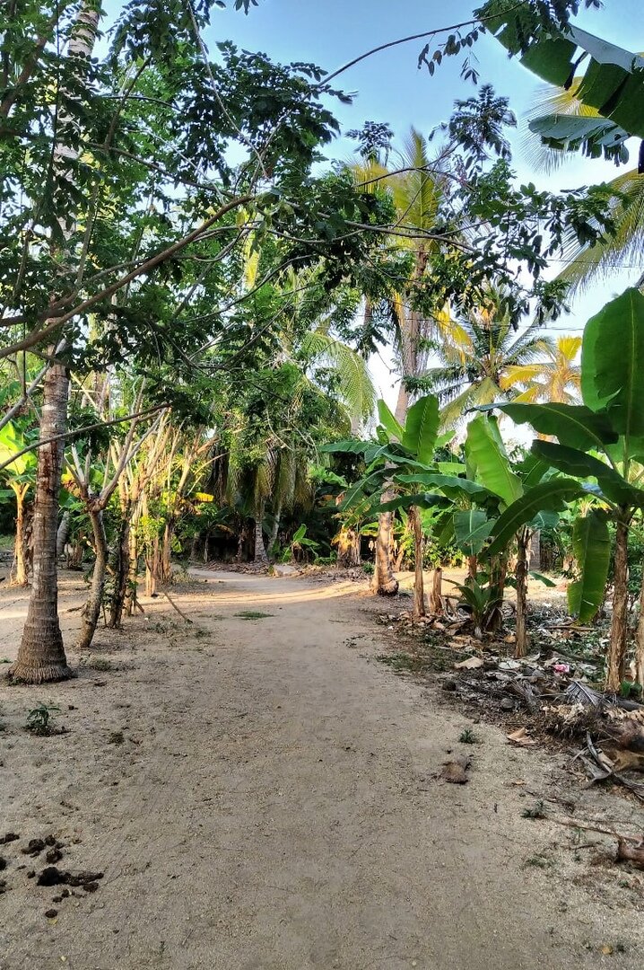 Банановые рощи