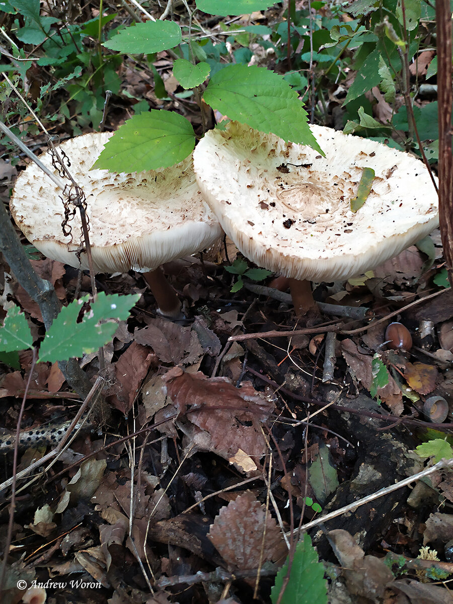 Александровский лес грибы