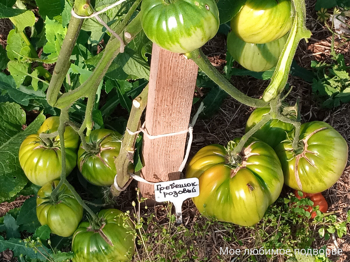 Гигантская хижина, Скорпион, Гребешок розовый - сорта томатов, которые радуют исключительно крупными плодами