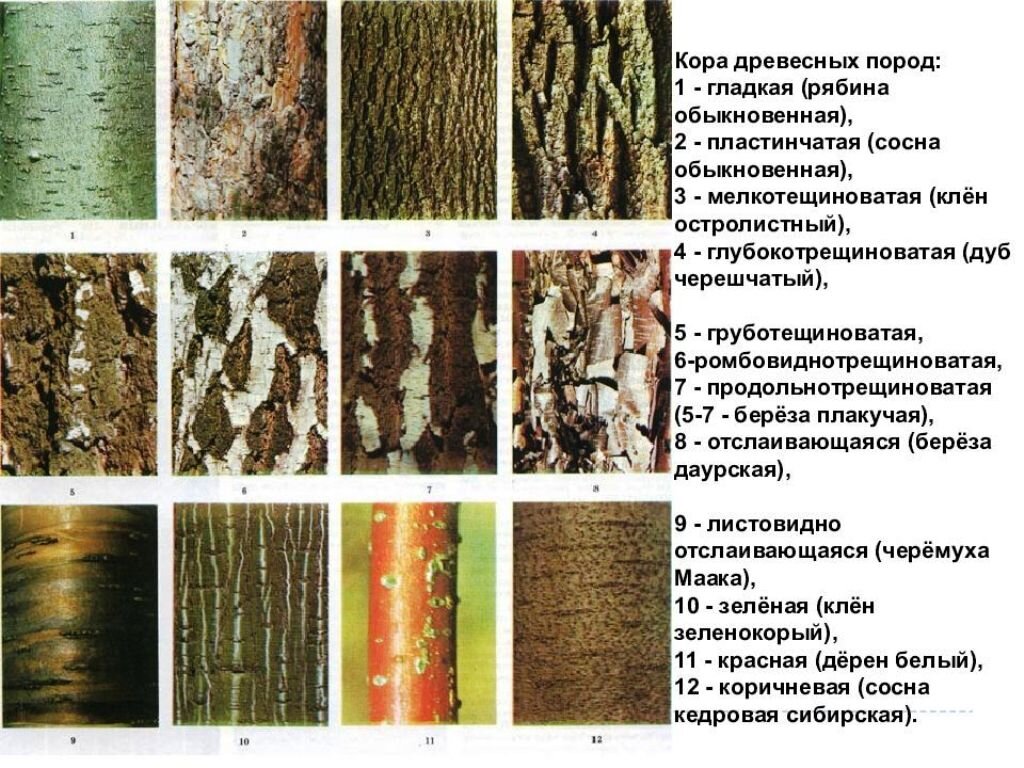 Определение породы по фотографии
