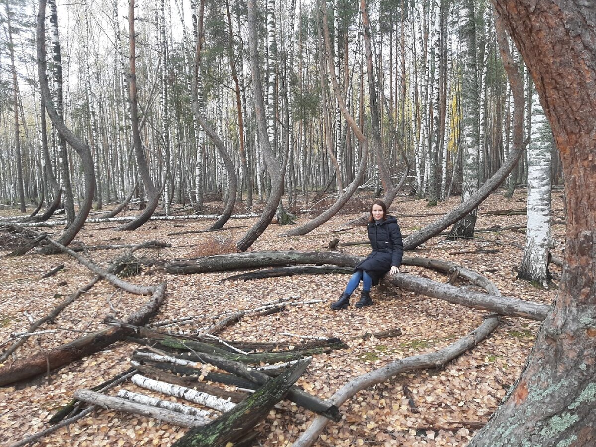 Деревья в лесу. Аномальный лес. Лес сейчас.