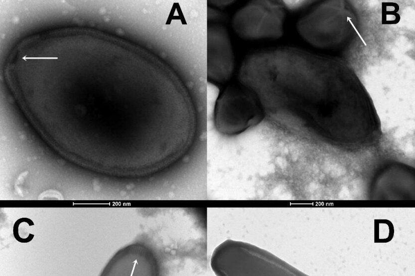     Ученые воскресили вирусы, замороженные в вечной мерзлоте Сибири почти 50 тысяч лет назад