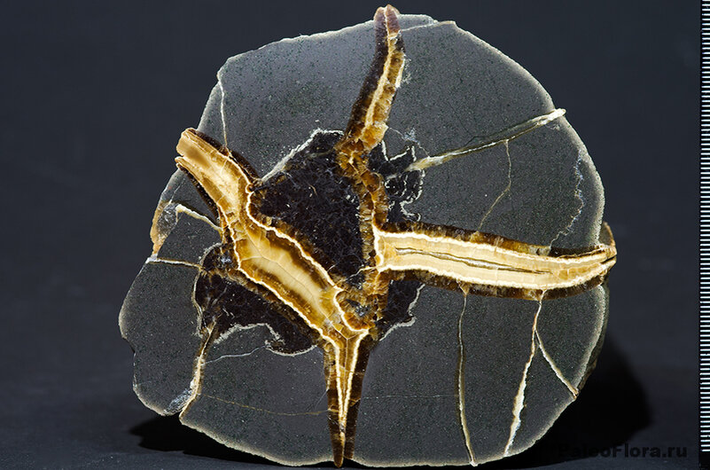 Поперечный срез ископаемая древесине в септарии. Мезозойский период. КЧР.