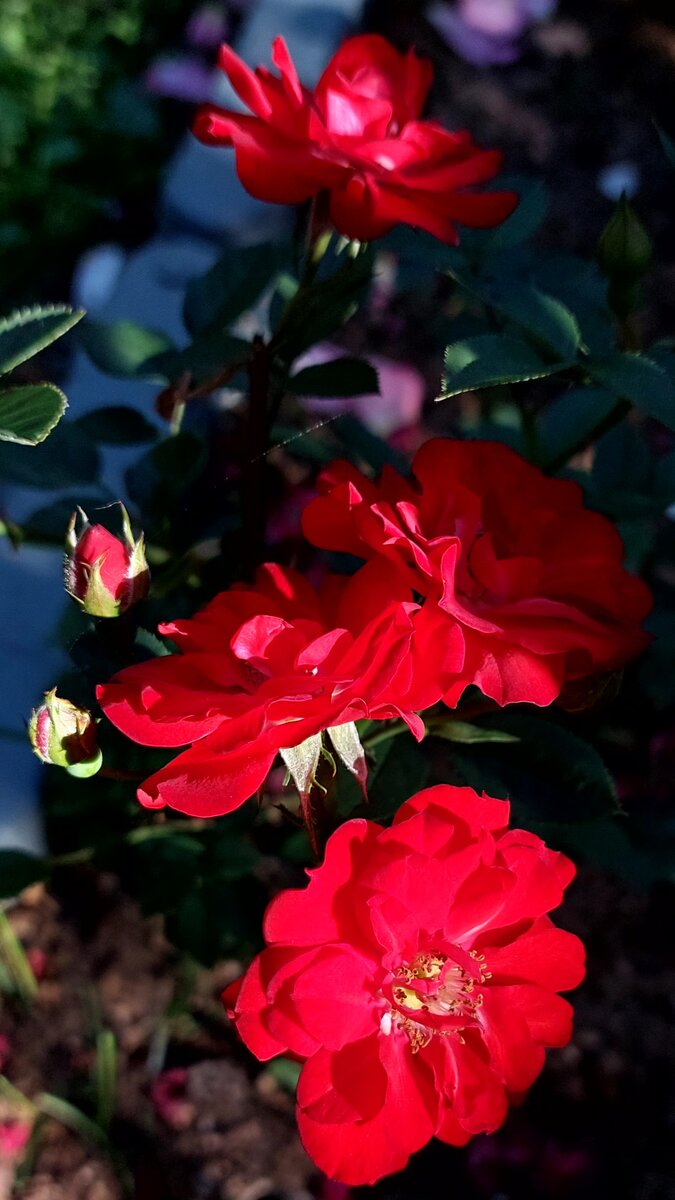 Цвиргенфи. Миниатюрная роза. 