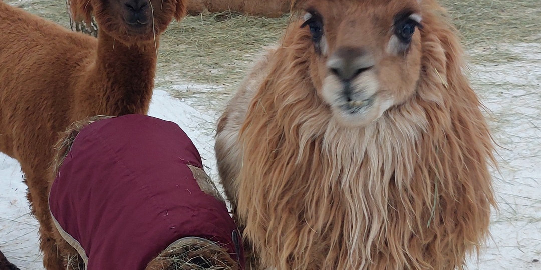 Где пообщаться с животными в Подмосковье?