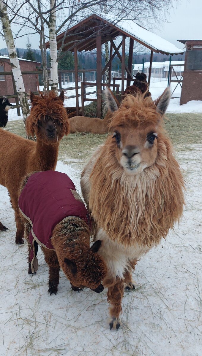 Стадо альпак