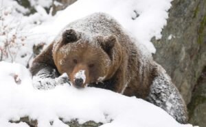    Фото: nagets62 Юлия Карягина