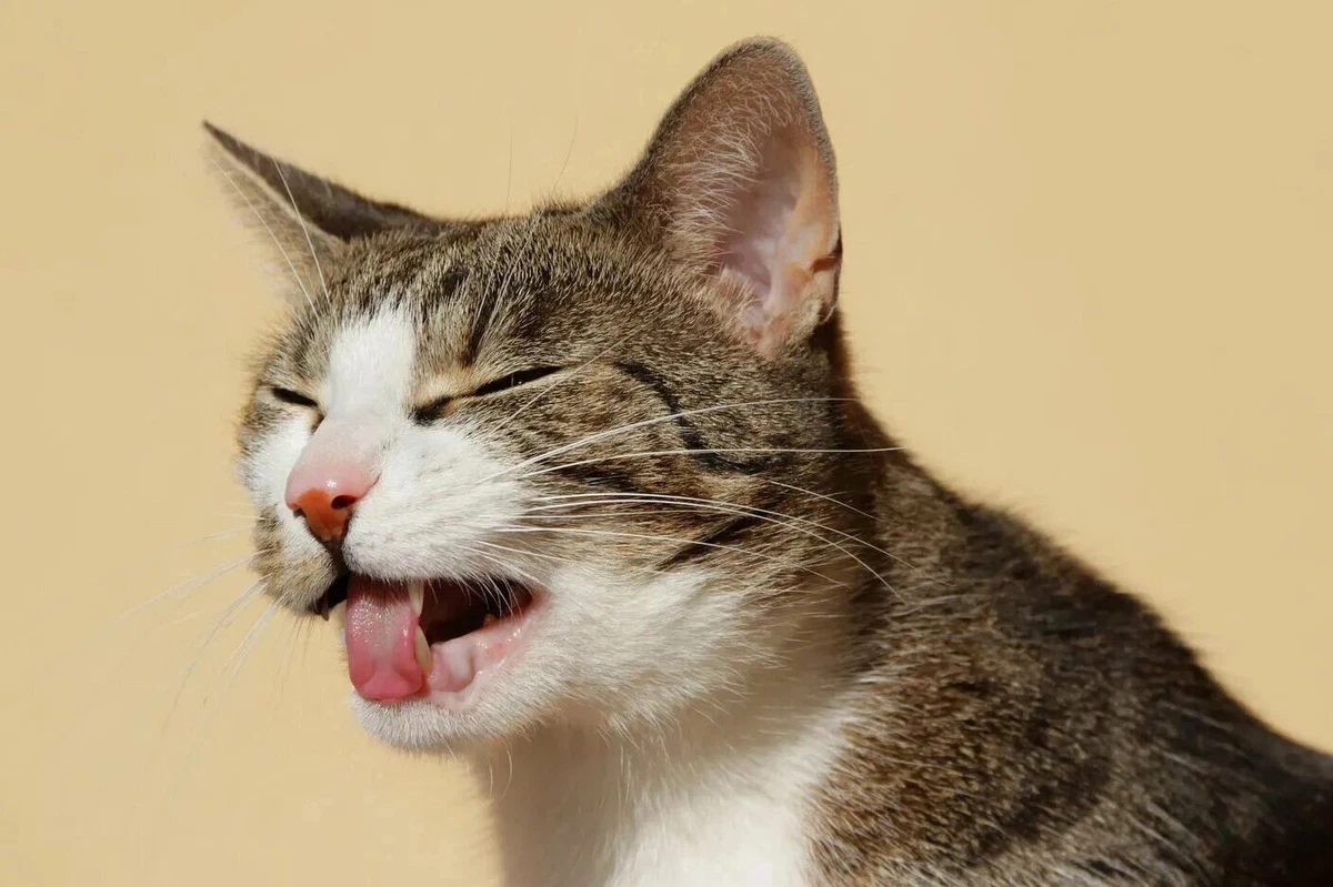 7 запахов, которые не переносят кошки | Четыре лапы | Дзен