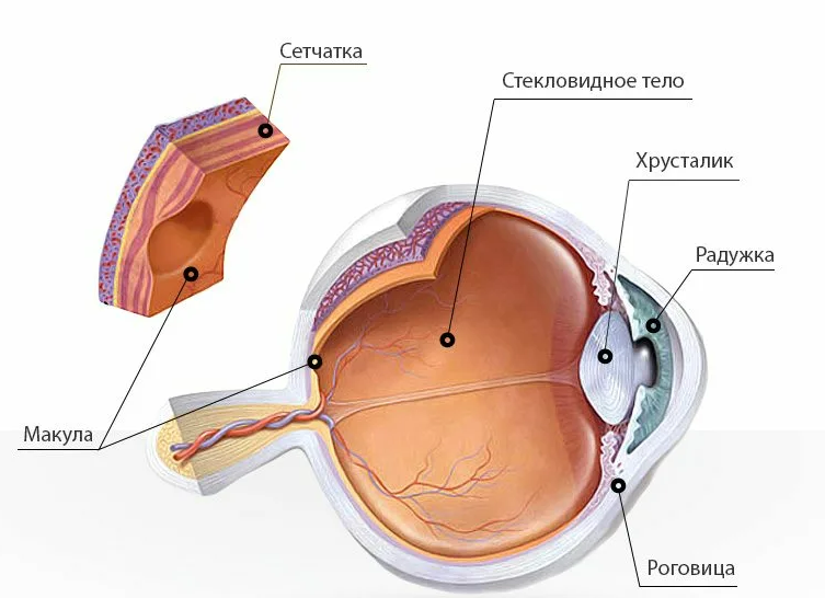 Фотография взята из источника etovarikoz.ru