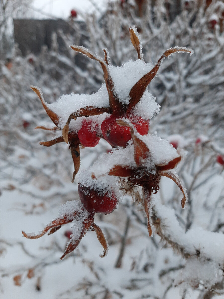 Плоды шиповника. Фото автора