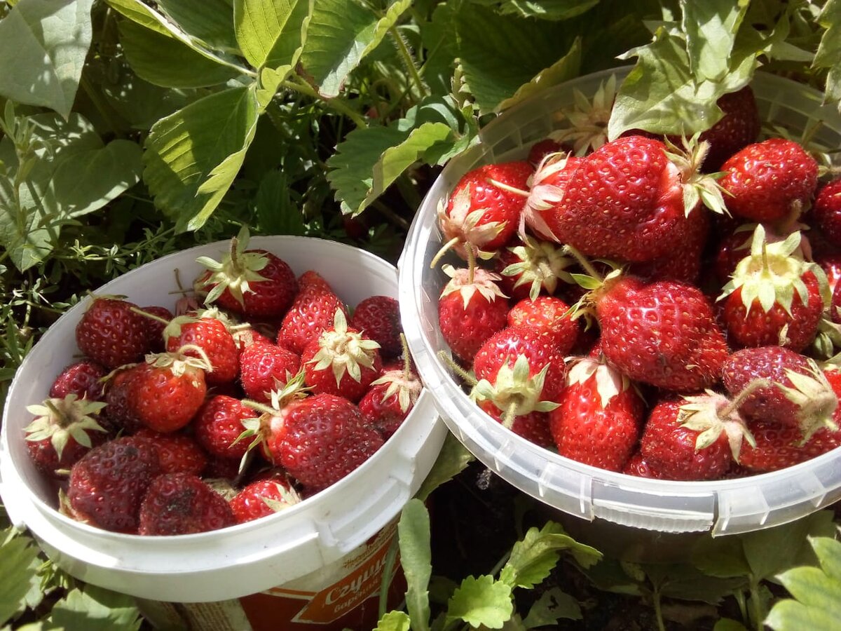 В одну тару кладу чистую ягоду, в другую испачканную землёй после дождя