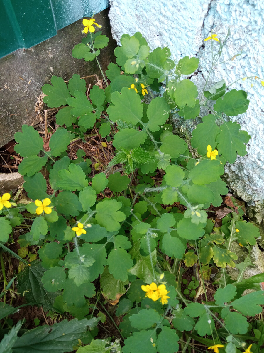 Фото автора, чистотел растёт вдоль забора