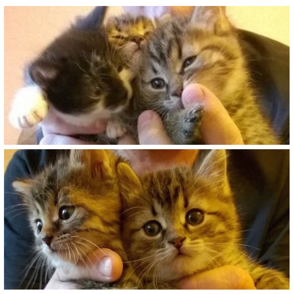 Наши милые девочки