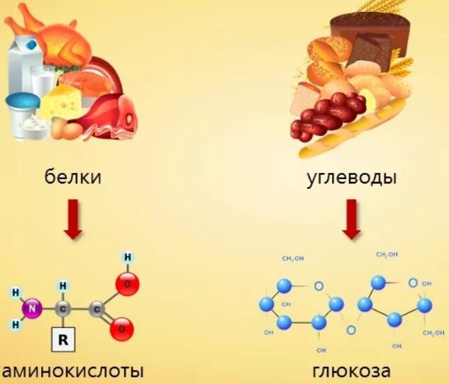 Аминокислоты белки и углеводы. Белки аминокислоты углеводы. Белки жиры углеводы аминокислоты. Превращение белков пищи в организме. Углеводы могут превращаться в белки.