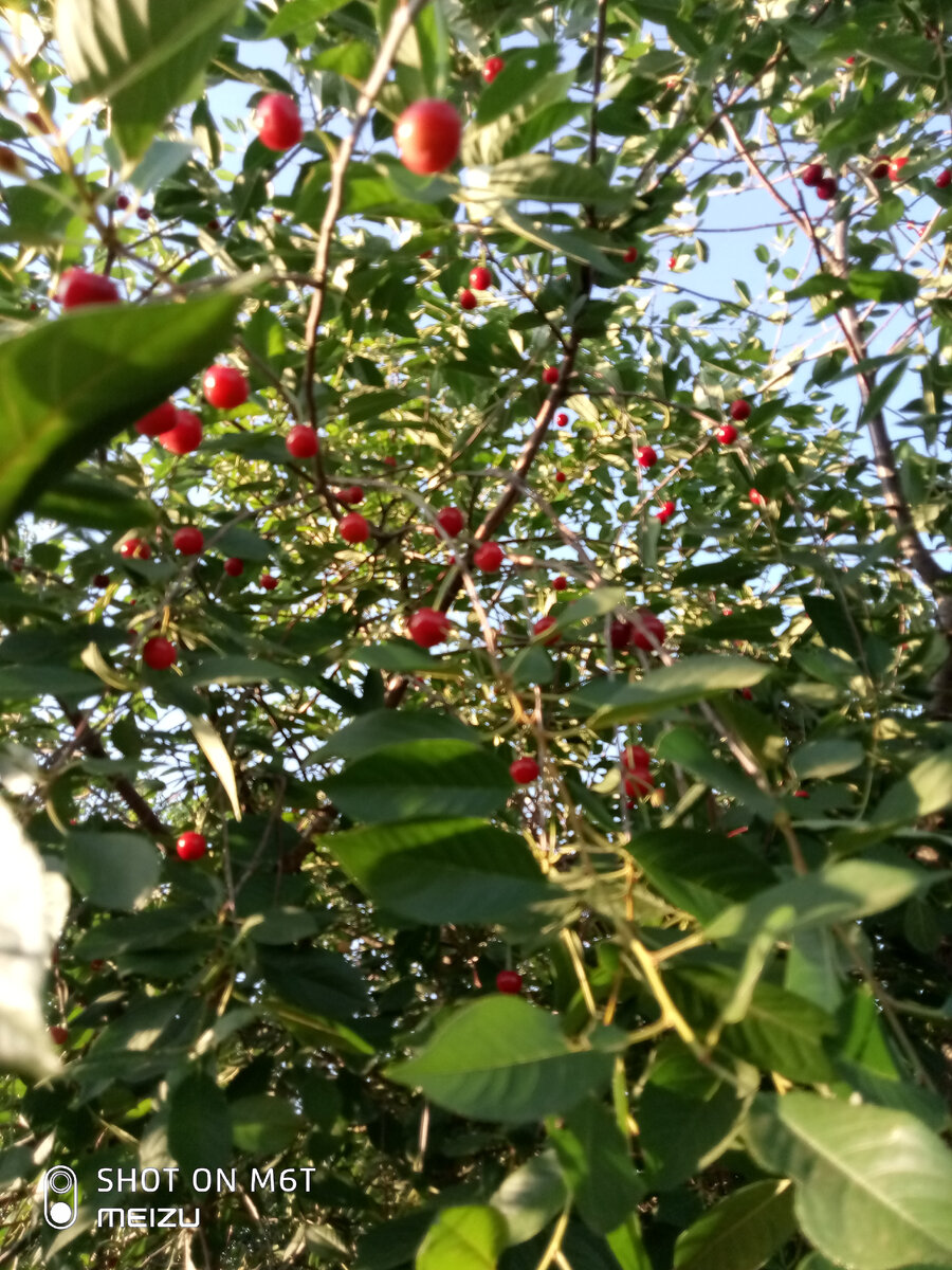 Личное фото автора.