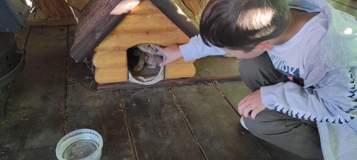 Вот такой домик сделали маме с котятами.