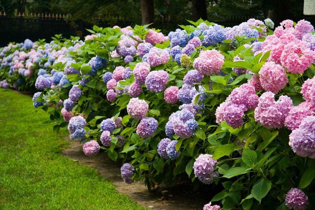 Гортензия (Hydrangea) в цвету.
Адрес изображения: 
https://semyan-semyanych.ru/wp-content/uploads/2021/04/gortenziya-beskonechnoe-leto-kupit.jpg