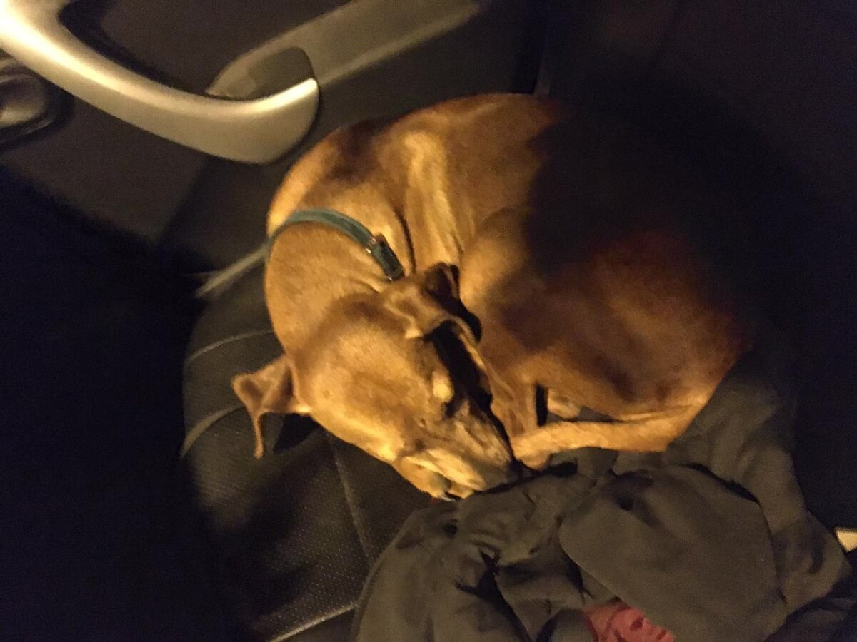 Пинчер Тиша