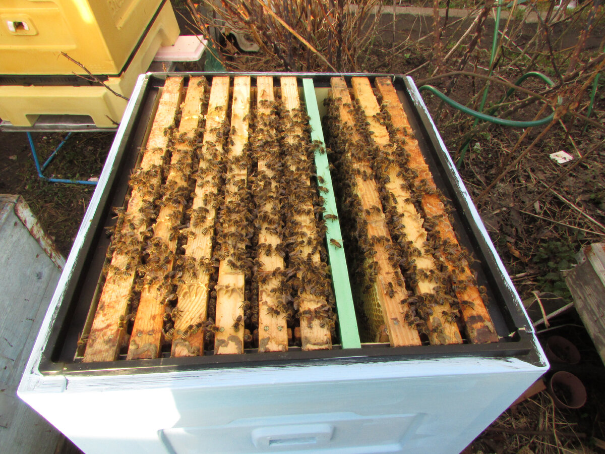 поставленная заставная доска ограничивает яйцекладку матки на 6 рамках в улье биненхаус