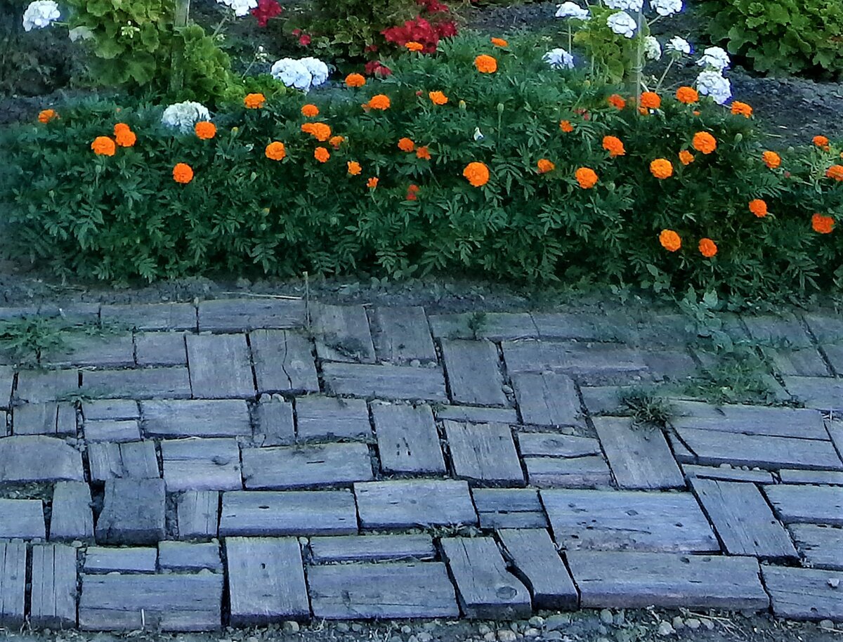 Цветник на моем участке