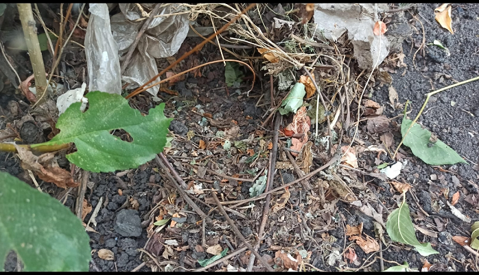 гнездовье ежа, ушел потом конечно, жаль, встреча оказалась очень неожиданной, фото автора