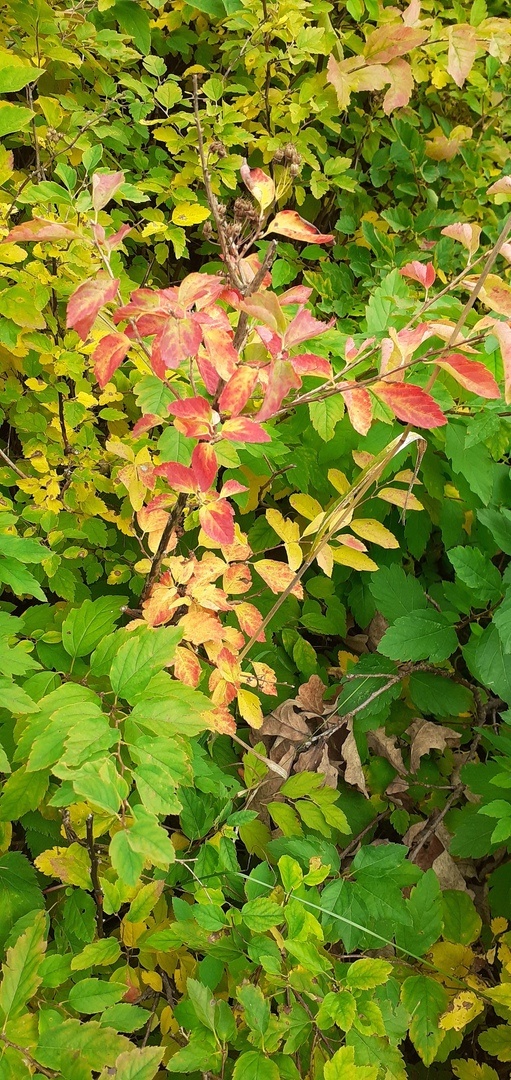 Дзен не уважает вертикальные фото) 🍂