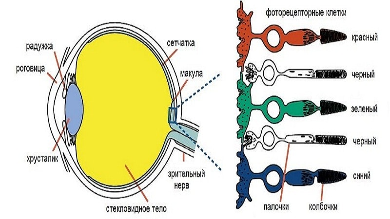 Цвета колбочек в глазу. Строение глаза колбочки и палочки. Палочки и колбочки сетчатки строение. Колбочки и палочки глаза функции. Строение глаза человека палочки и колбочки.