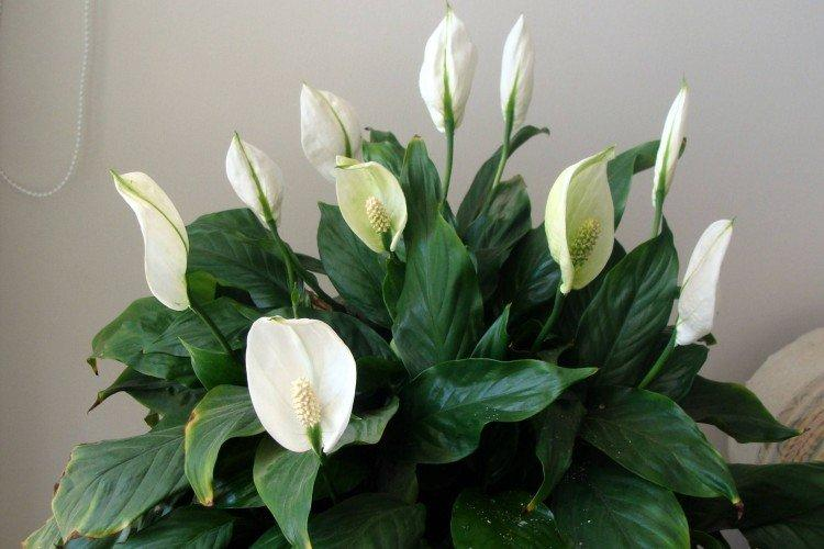 Buy Plants Online Indoor Plants Delivered Nationwide Peace lily plant, Peace lil