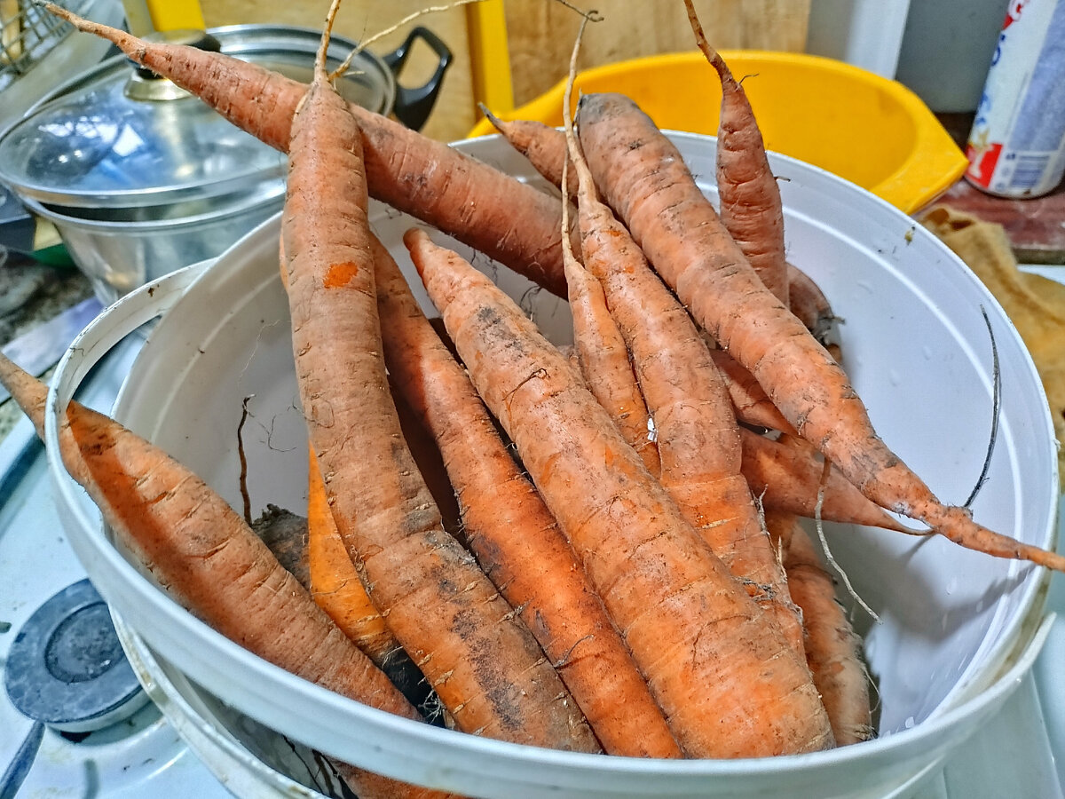 Принесла морковки немного