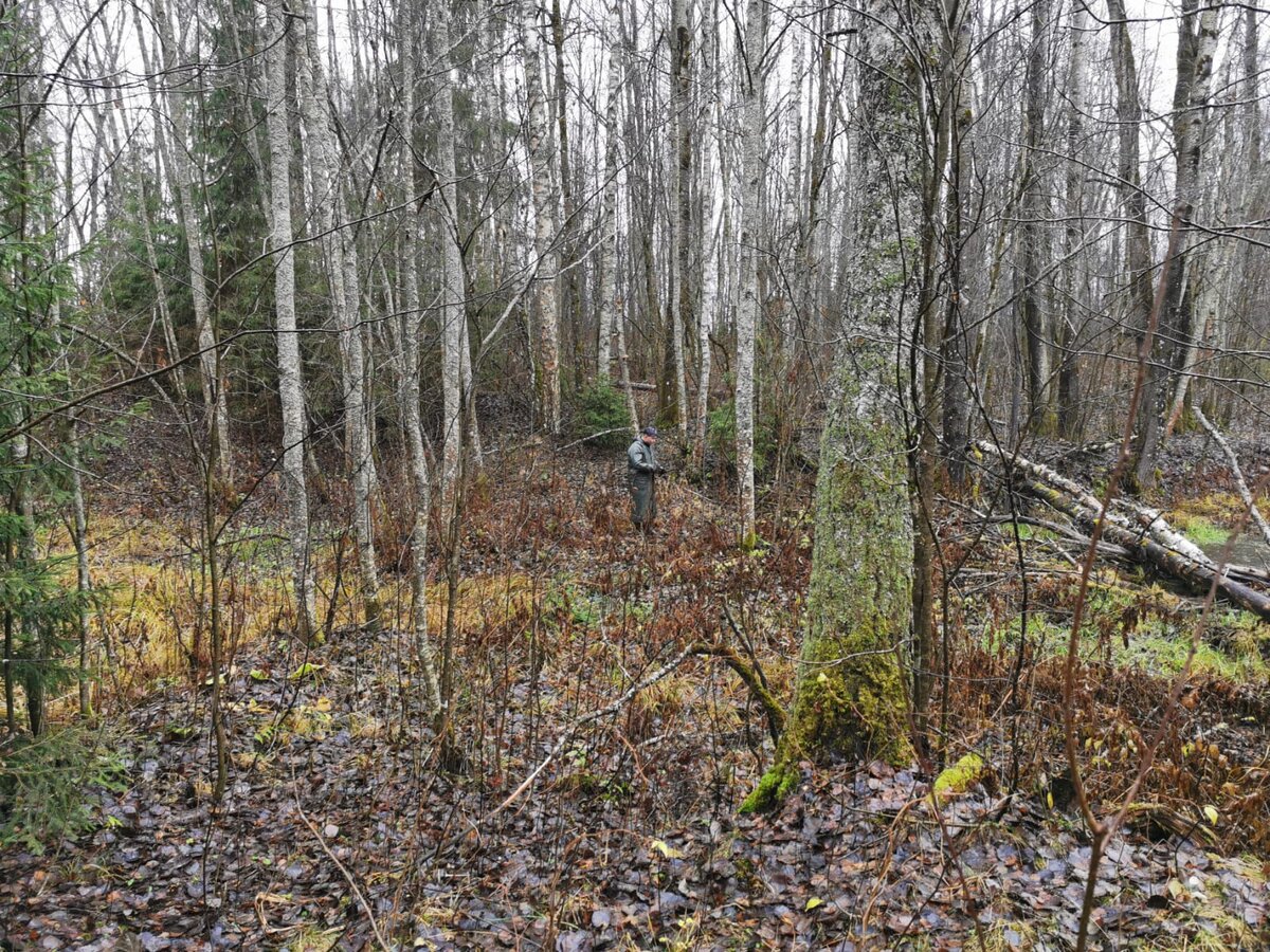 Осенний лес (листай галерею)