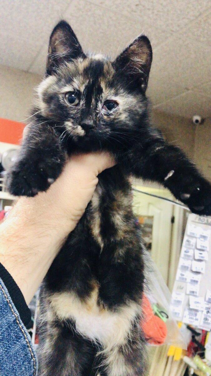 Чья будешь, Кроха ?