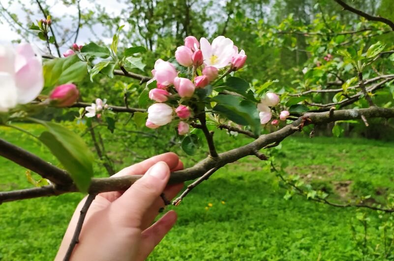 Цветение яблони.