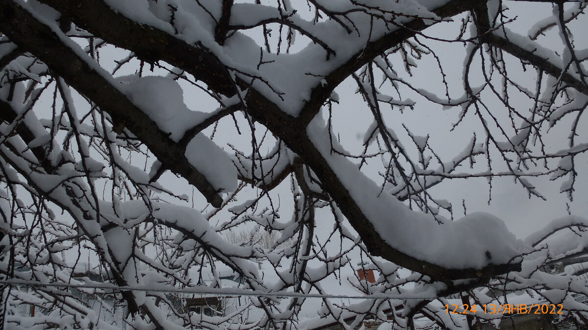 Каждая веточка укутана.