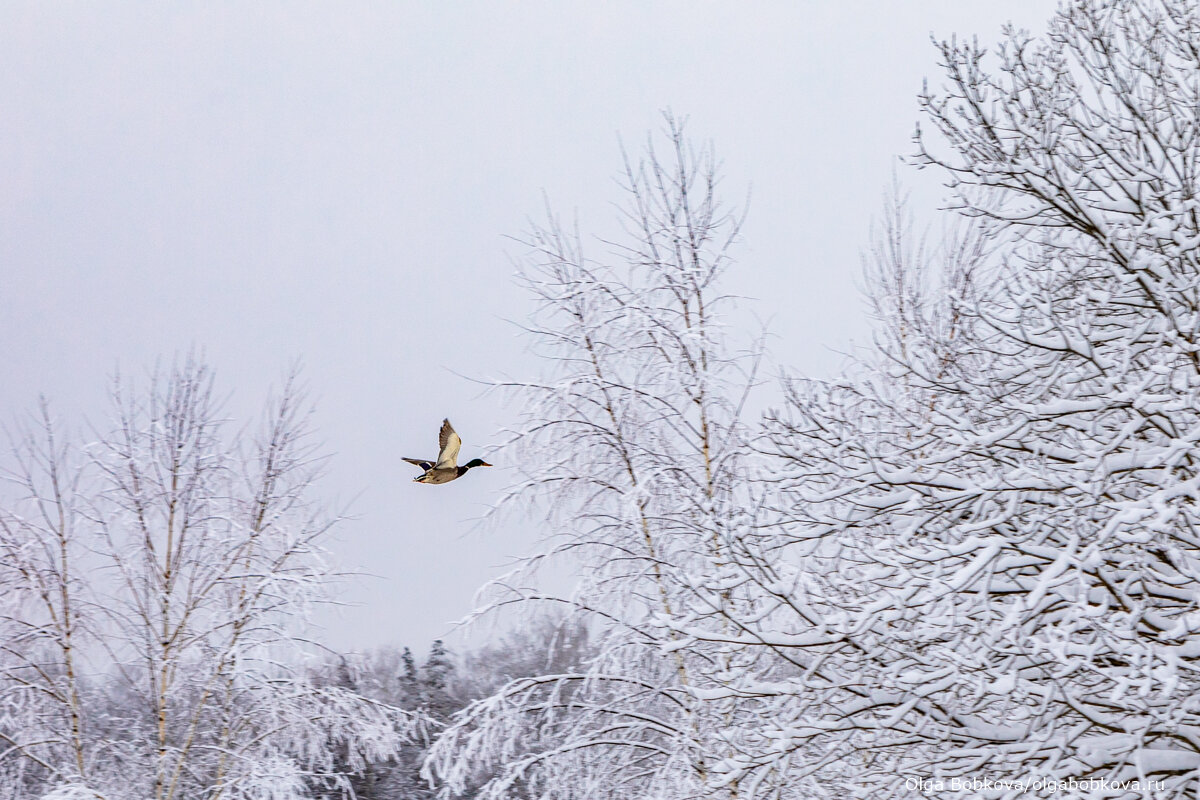 Красивые зимние обои. Зимним под 3. Снежный пейзаж. Зимним под 3. Сталкер anomaly зима.