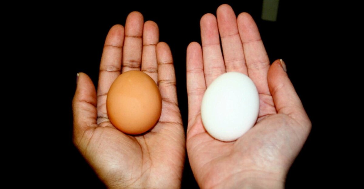 Яйцо яйца яиц история почему. Яйцо куриное коричневое. Коричневые и белые яйца. Яйцо куриное белое. Яйцо куриное белое и коричневое.