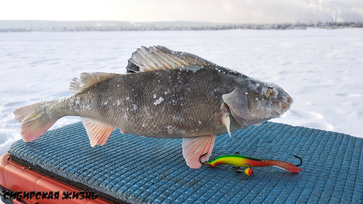 Я использую для поиска окуня балансир Аква "Минога" в цвете "Попугай"