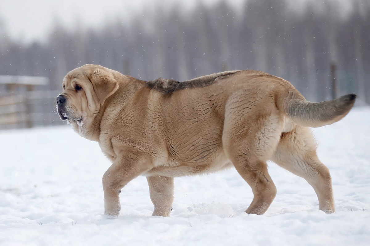 Испанский мастиф