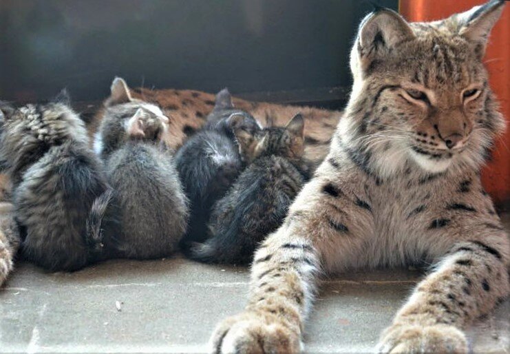 рысь стала мамой для котят обычной кошки, фото https://yapx.ru/cute/Dgc3e