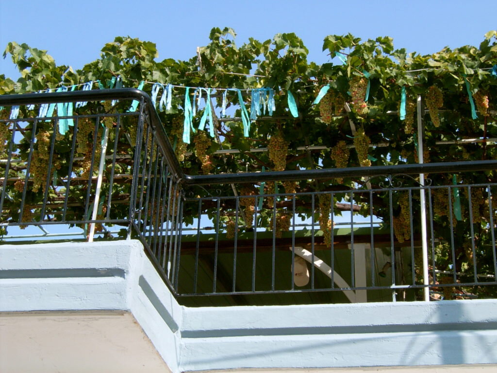 Виноград на уровне 2 этажа