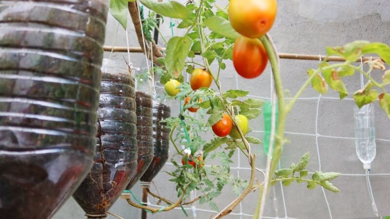 Выращиваю томаты в пластиковых бутылках дома и на балконе — рассказываю,что надо делать