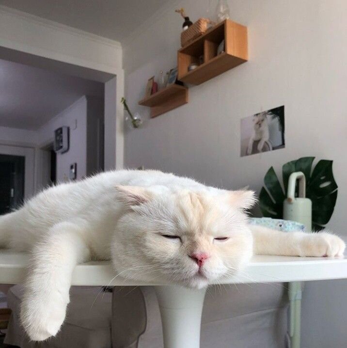 Еще 5 минут полежу и пойду работать.