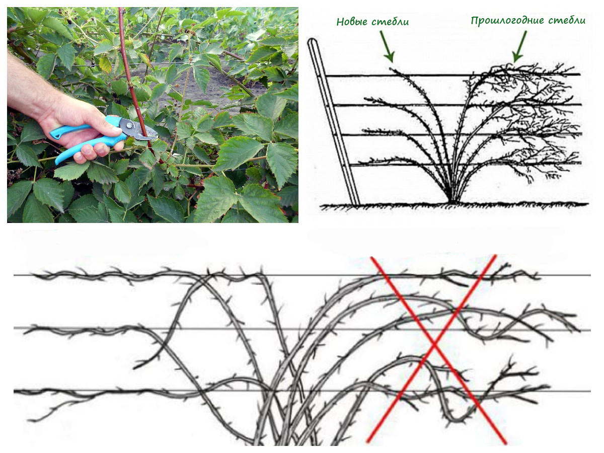Как обрезать ежевику осенью фото Что нужно знать об осенней обрезке ежевики - пара дельных советов Энциклопедия ц