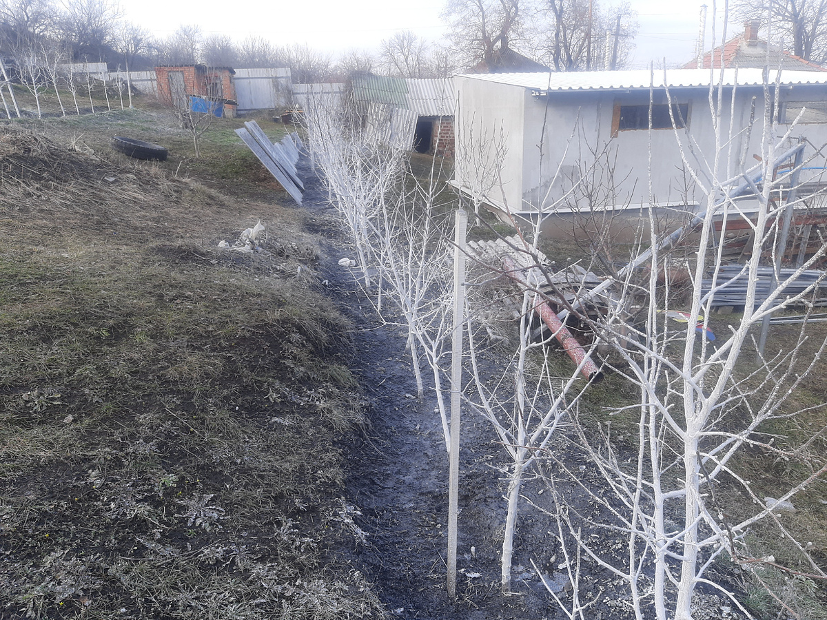 Произвел обработку известью во избежание солнечных ожогов, 