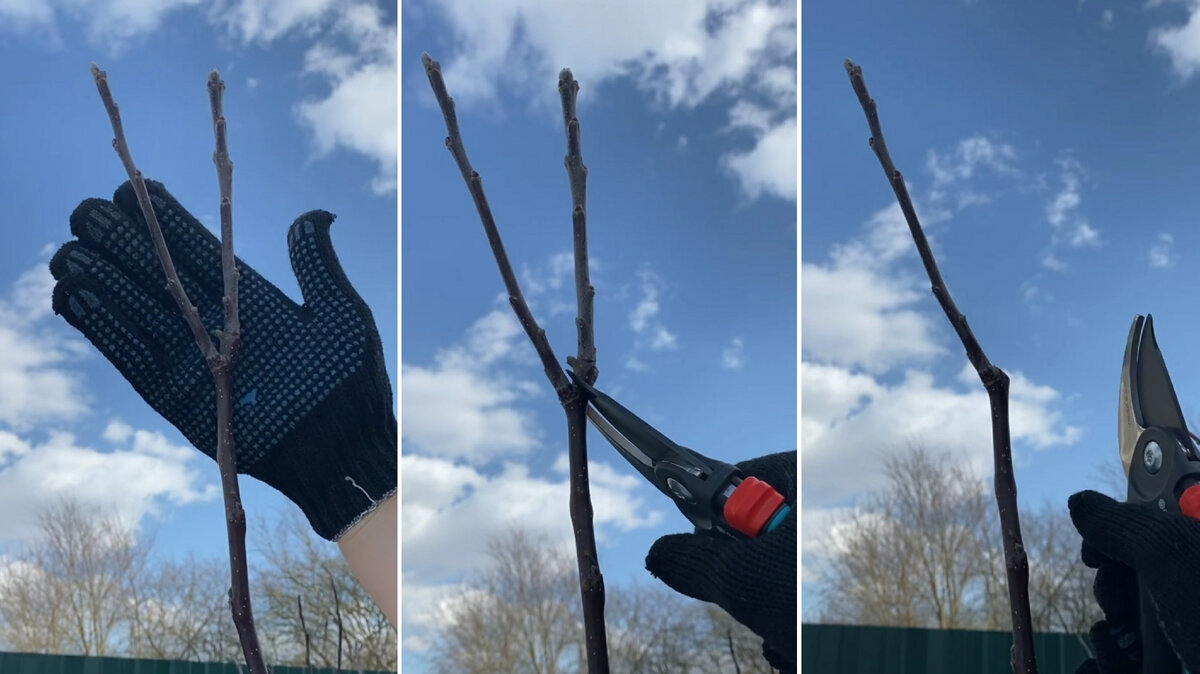 Ветки под острым углом стоит обрезать