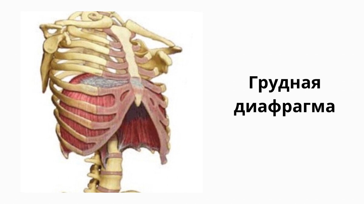 Грудная диафрагма работает только в паре с тазовым дном