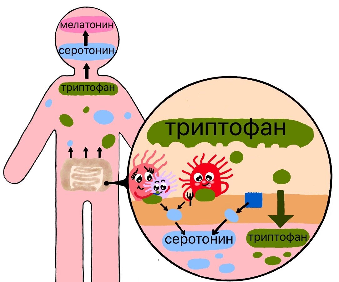 Se puede tomar melatonina con benzodiacepinas